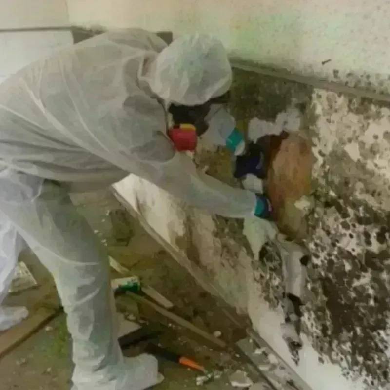 Mold Remediation and Removal in Los Indios, TX